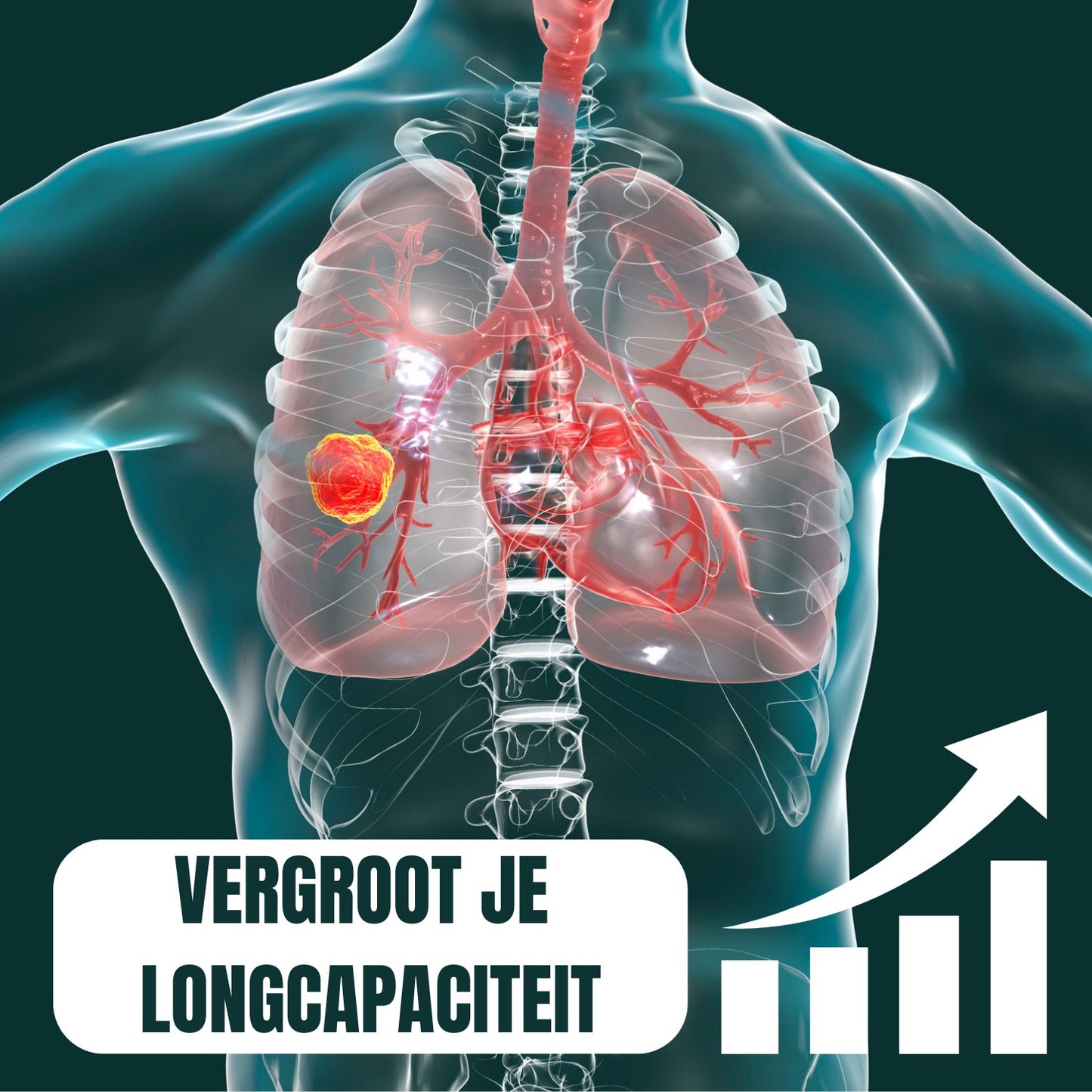 Trainer Pro - Train Jouw Longinhoud