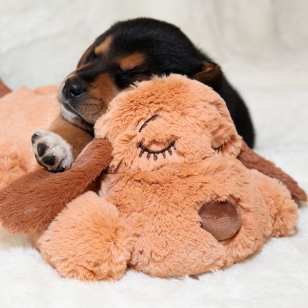 Wonderknuffel - Liefde Voor Jouw Viervoeter - Trends & Meer