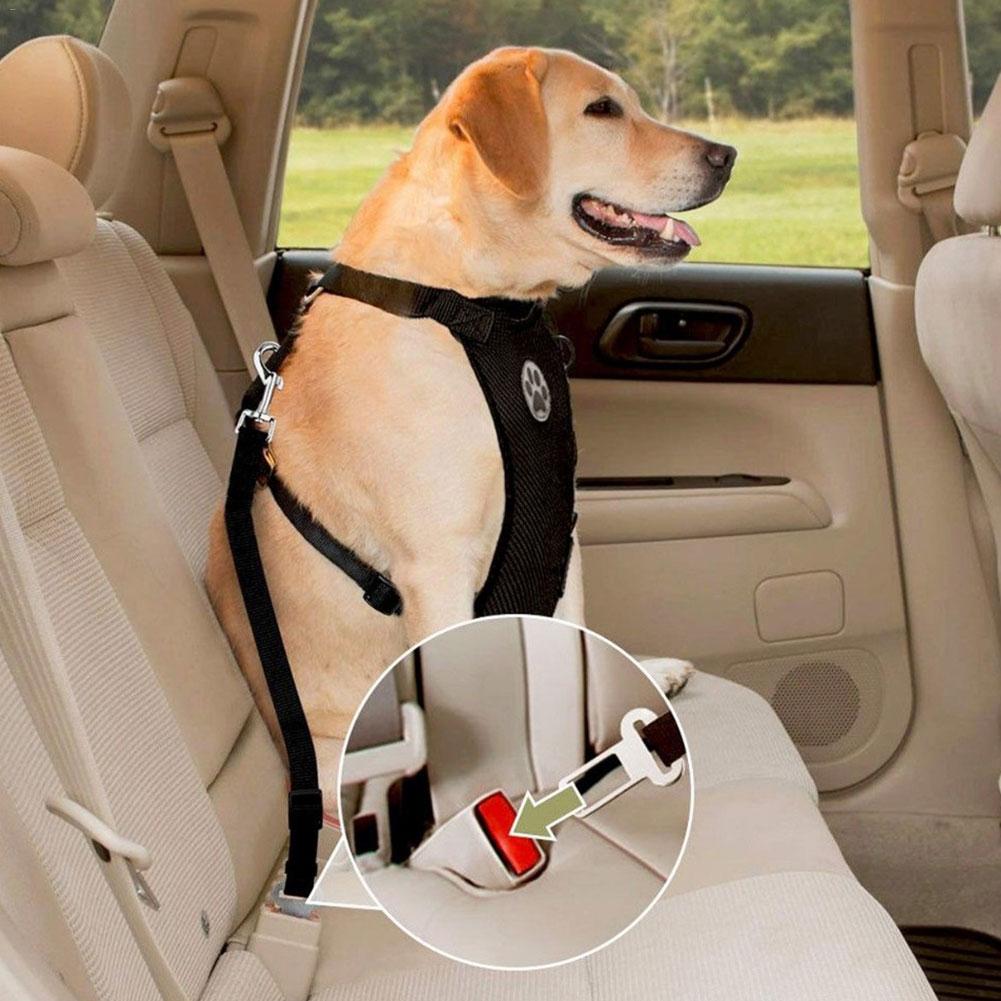Premium Hondenharnas ™️| Voor iedere hond
