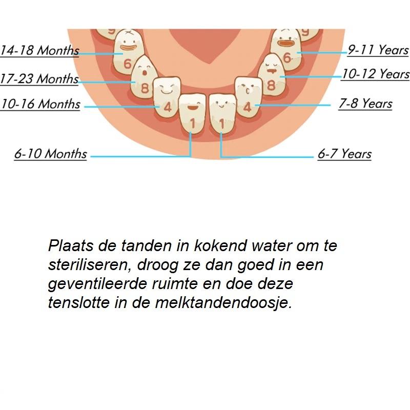 Melktandendoosje van 100% hout - Babys en meer